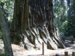 Redwood NP - Santa Cruz